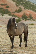 MUSTANGS!